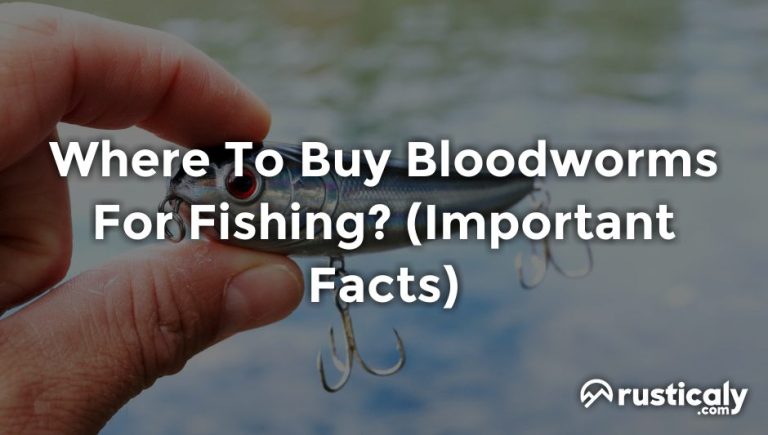 where to buy bloodworms for fishing