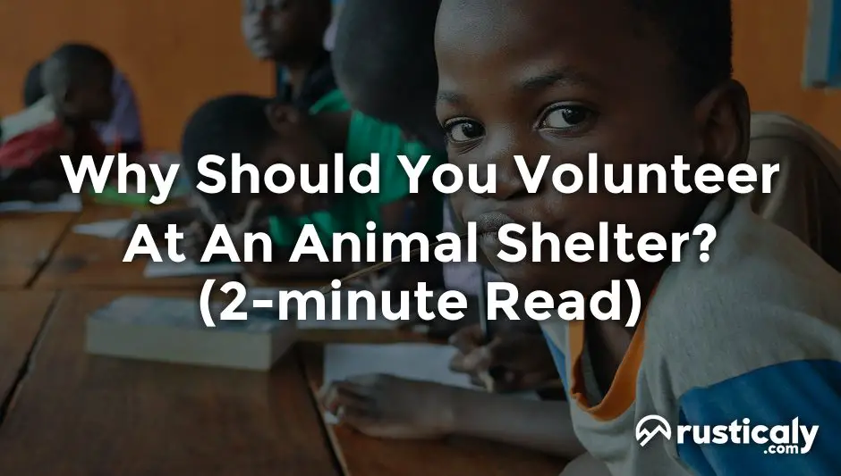 why should you volunteer at an animal shelter