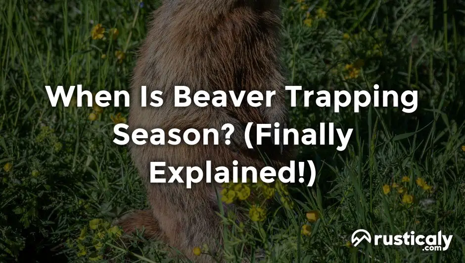 when is beaver trapping season