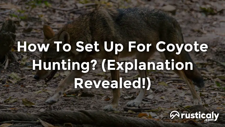 how to set up for coyote hunting