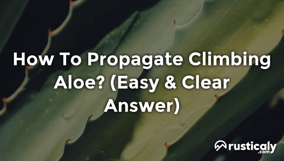 how to propagate climbing aloe