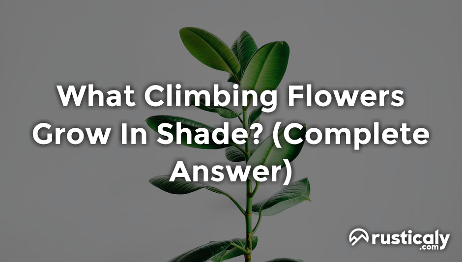 what climbing flowers grow in shade