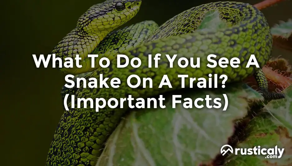 what to do if you see a snake on a trail