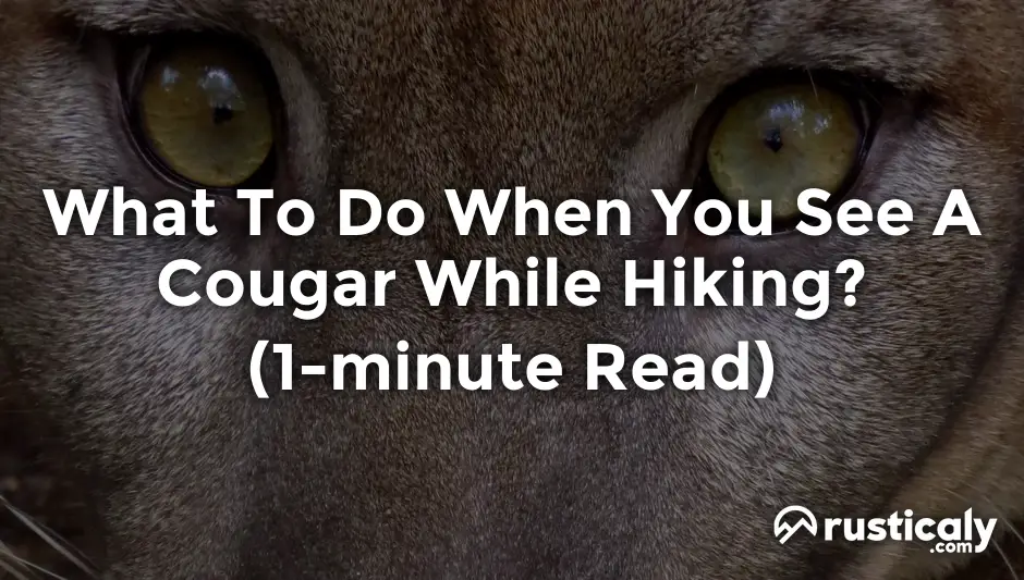 what to do when you see a cougar while hiking