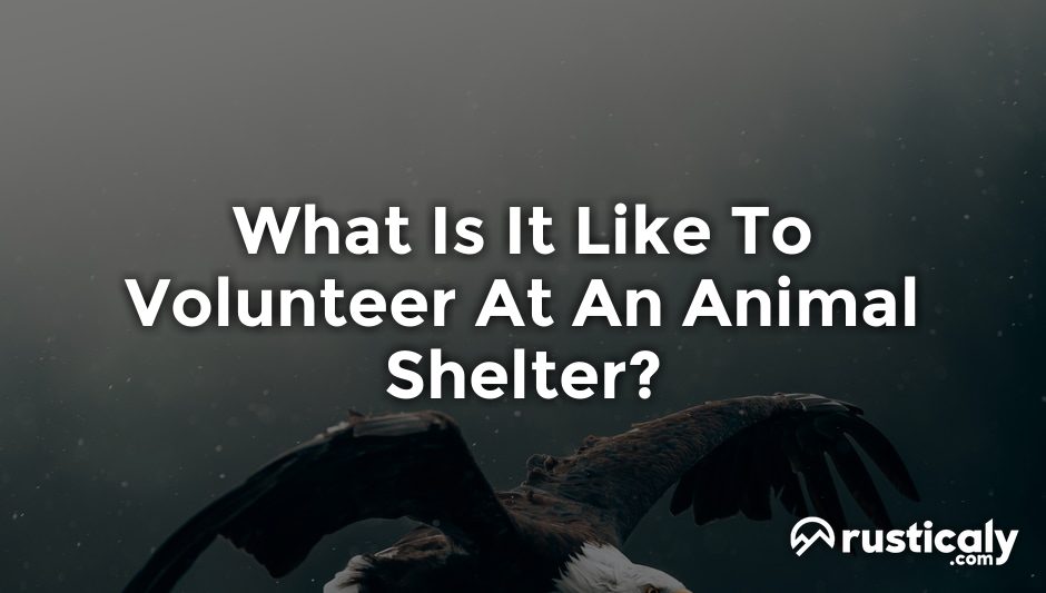 what is it like to volunteer at an animal shelter