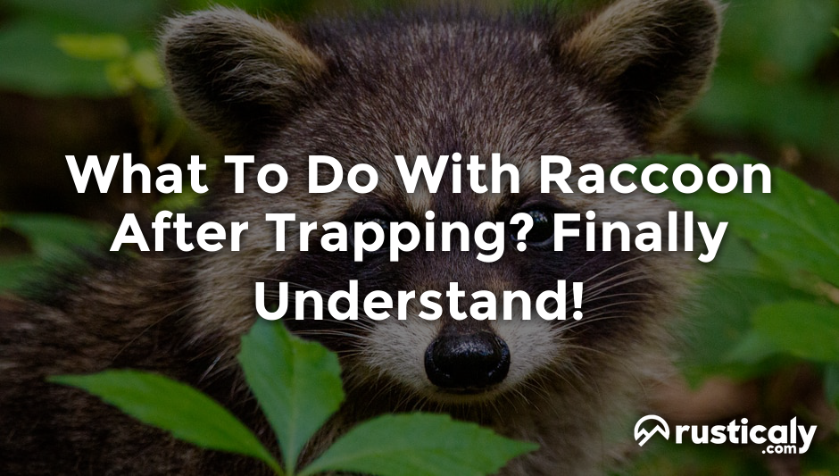 what to do with raccoon after trapping