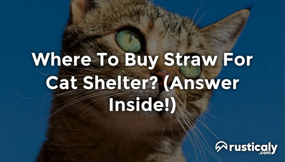 where to buy straw for cat shelter