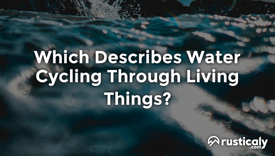 which describes water cycling through living things