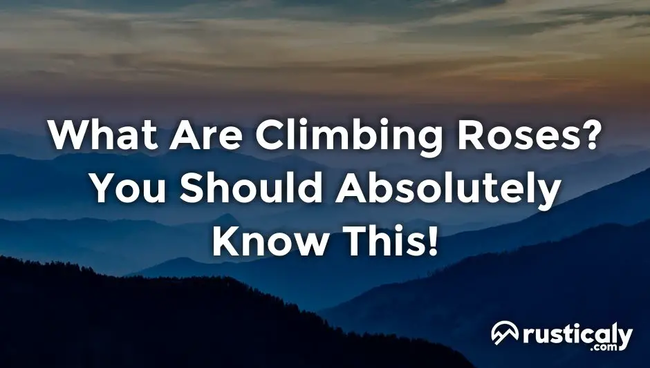 what are climbing roses