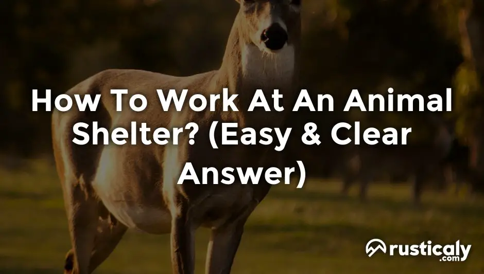 how to work at an animal shelter