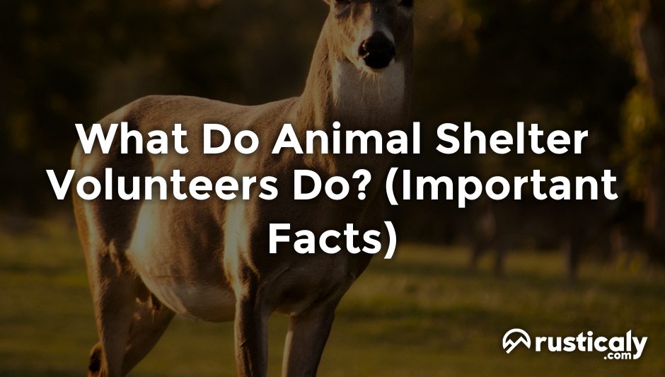 what do animal shelter volunteers do