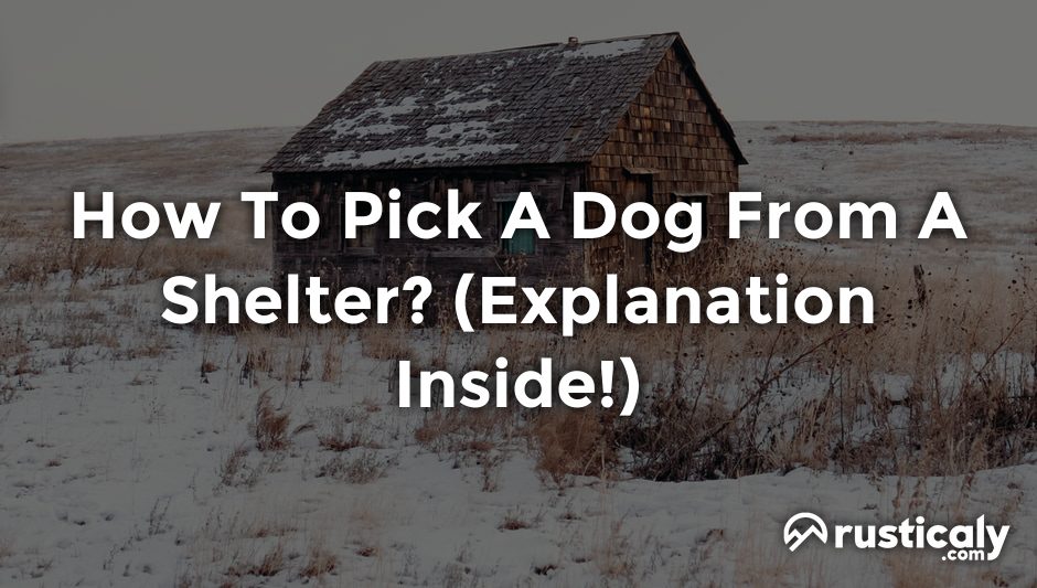 how to pick a dog from a shelter