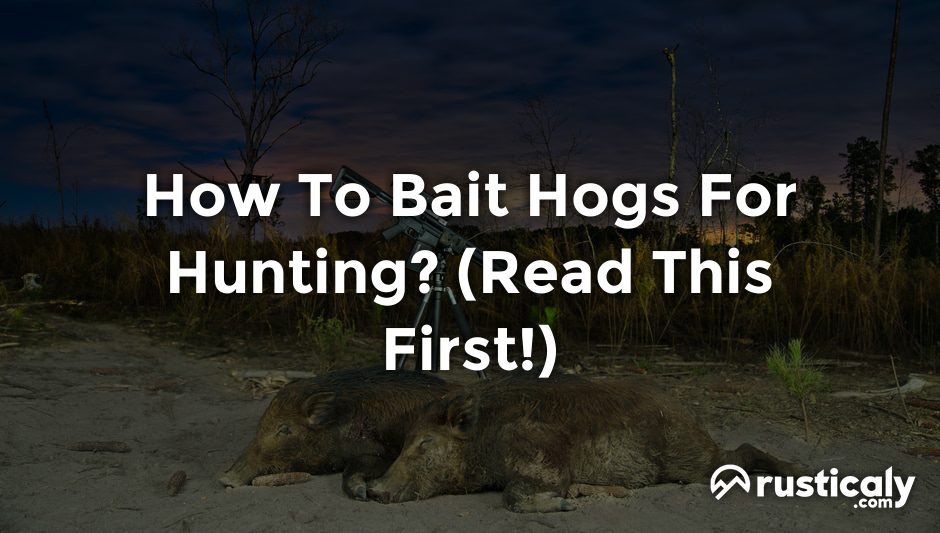 how to bait hogs for hunting