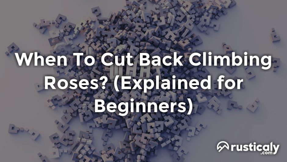 when to cut back climbing roses