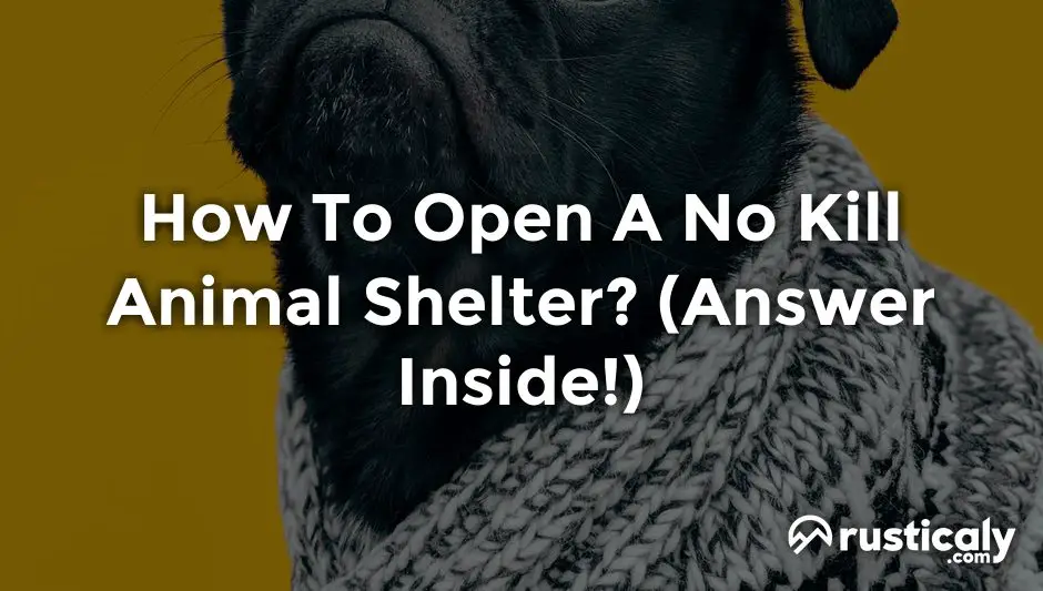 how to open a no kill animal shelter