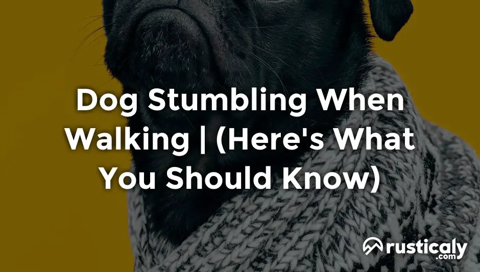 dog stumbling when walking