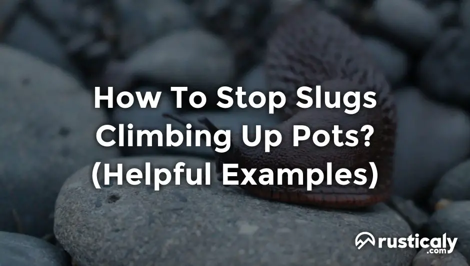 how to stop slugs climbing up pots
