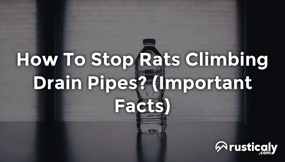 how to stop rats climbing drain pipes