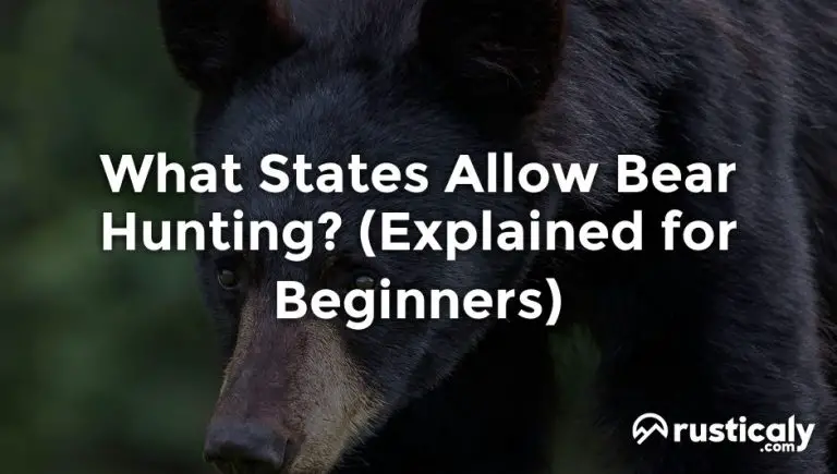 What States Allow Bear Hunting Explanation Revealed 