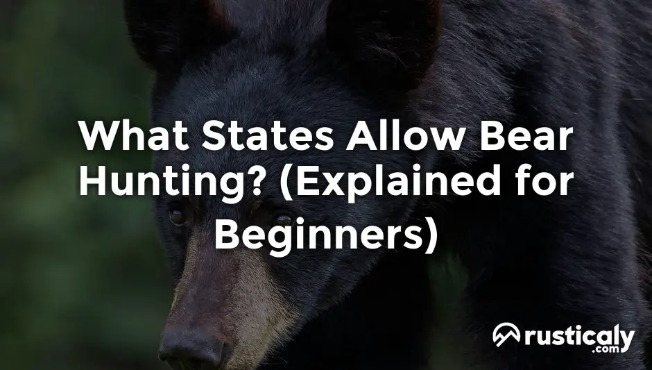 what states allow bear hunting