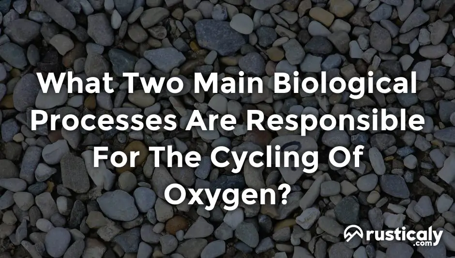 what two main biological processes are responsible for the cycling of oxygen