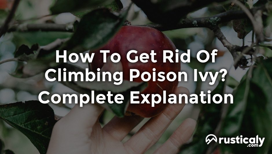 how to get rid of climbing poison ivy