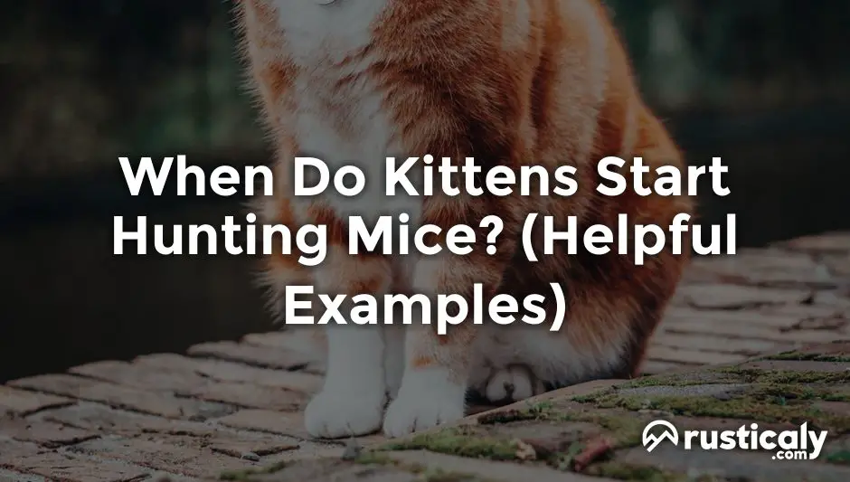 when do kittens start hunting mice