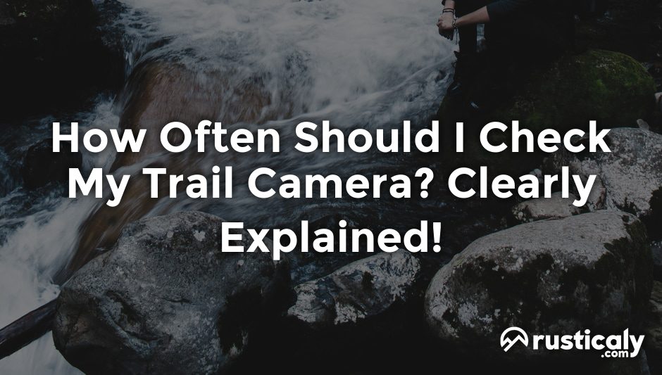 how often should i check my trail camera