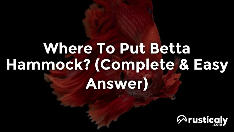 where to put betta hammock