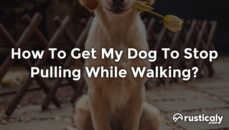 how to get my dog to stop pulling while walking