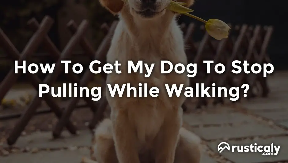 How To Get My Dog To Stop Pulling While Walking?
