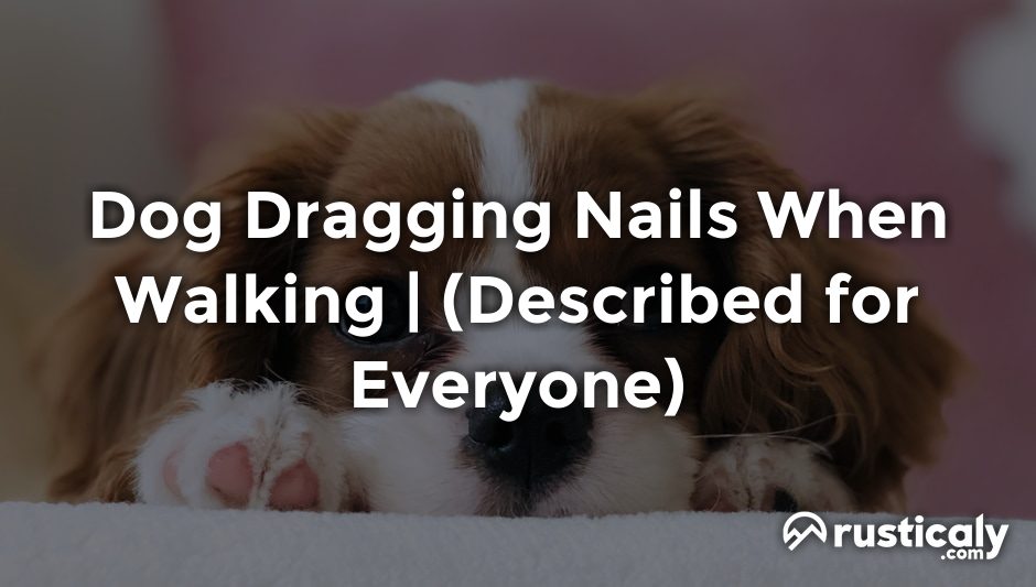 dog dragging nails when walking