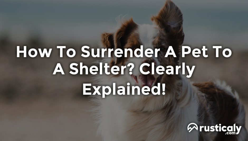 how to surrender a pet to a shelter