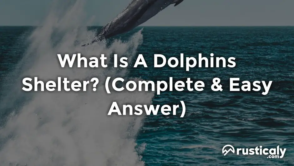 what is a dolphins shelter
