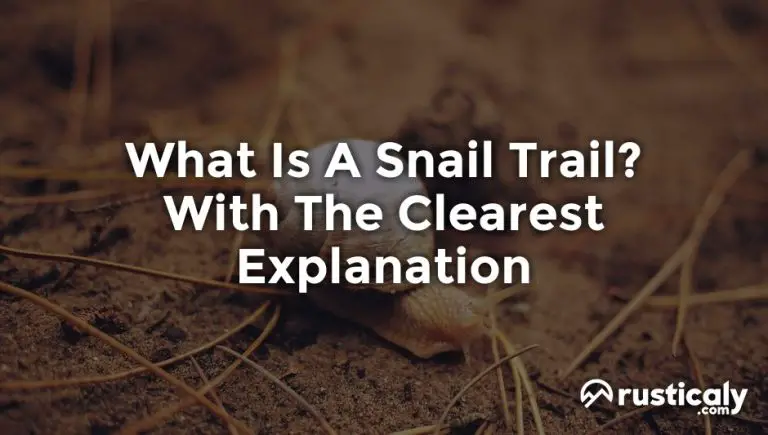 What Is A Snail Trail? Here's What You Should Know About It