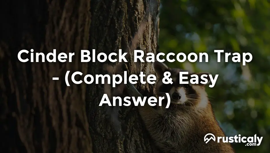 cinder block raccoon trap