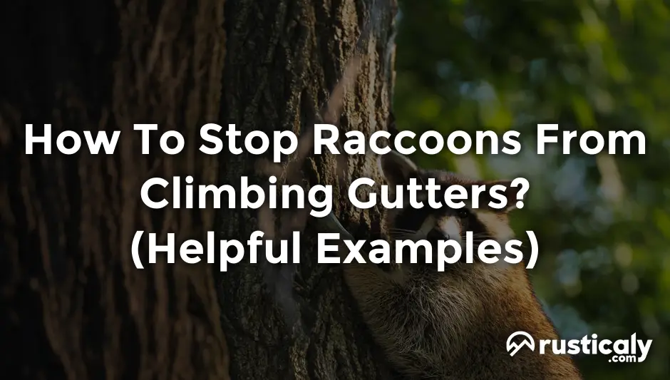 how to stop raccoons from climbing gutters