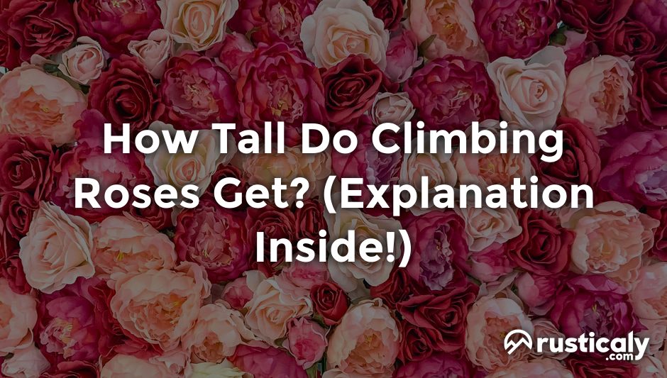 how tall do climbing roses get