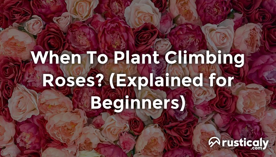 when to plant climbing roses