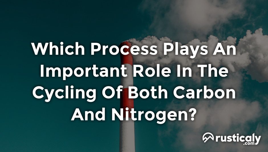 which process plays an important role in the cycling of both carbon and nitrogen?