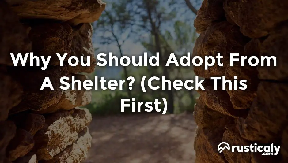 why you should adopt from a shelter