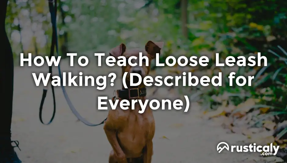 how to teach loose leash walking