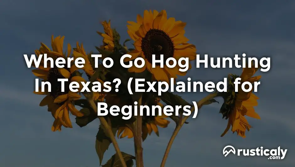 where to go hog hunting in texas
