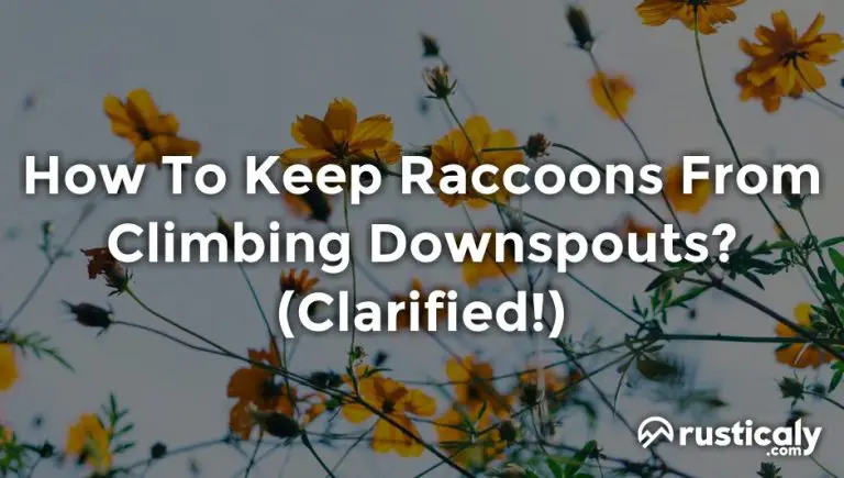 how to keep raccoons from climbing downspouts