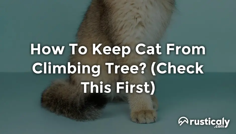 how to keep cat from climbing tree