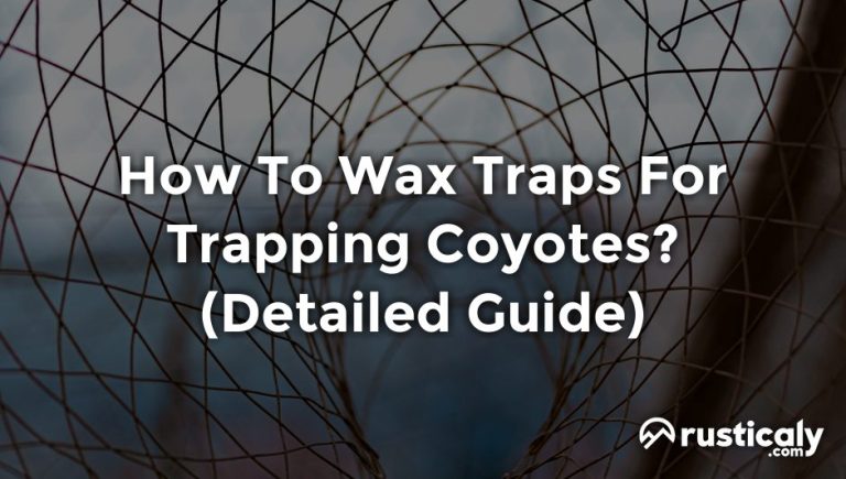 how to wax traps for trapping coyotes