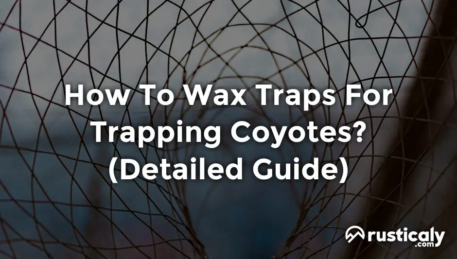 how to wax traps for trapping coyotes