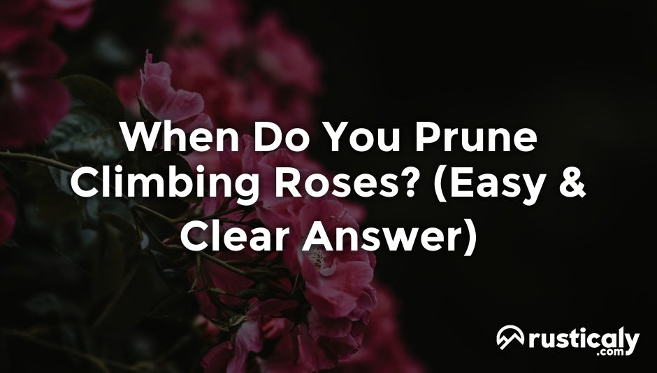 when do you prune climbing roses