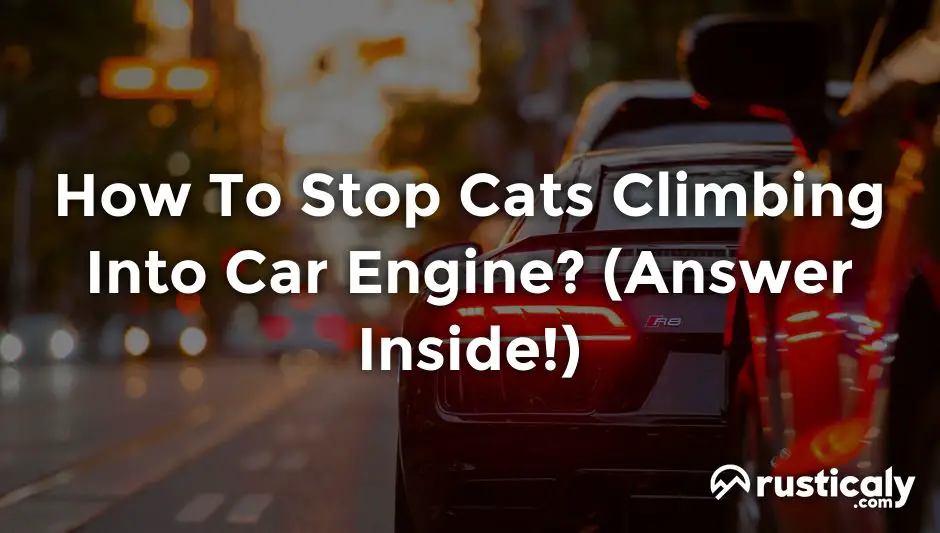how to stop cats climbing into car engine