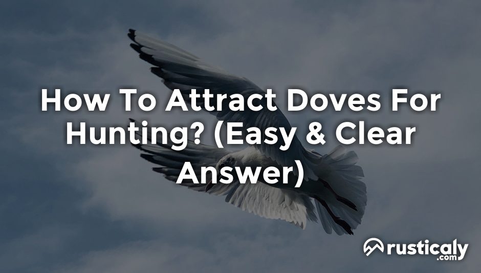 how to attract doves for hunting
